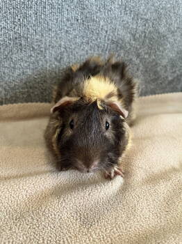 Rescue Guinea Pig Guinea Pigs for Adoption - Mr. Pig | PetCurious